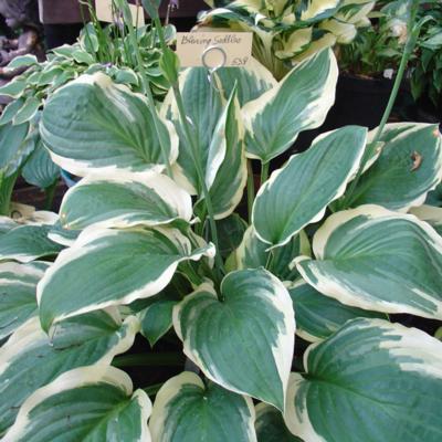 Hosta 'Blazing Saddles' Hosta 'Blazing Saddles'